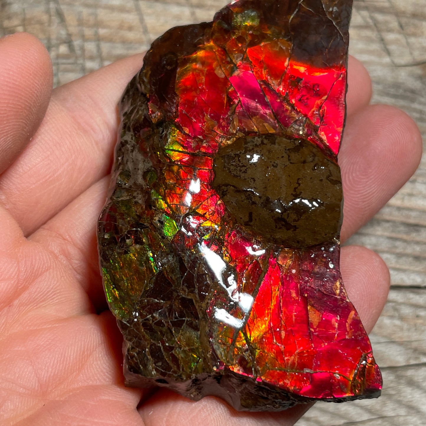 Pair of Mosasaurus Bite Ammolite Displays Specimen Ammonite Fossil TSD#1075