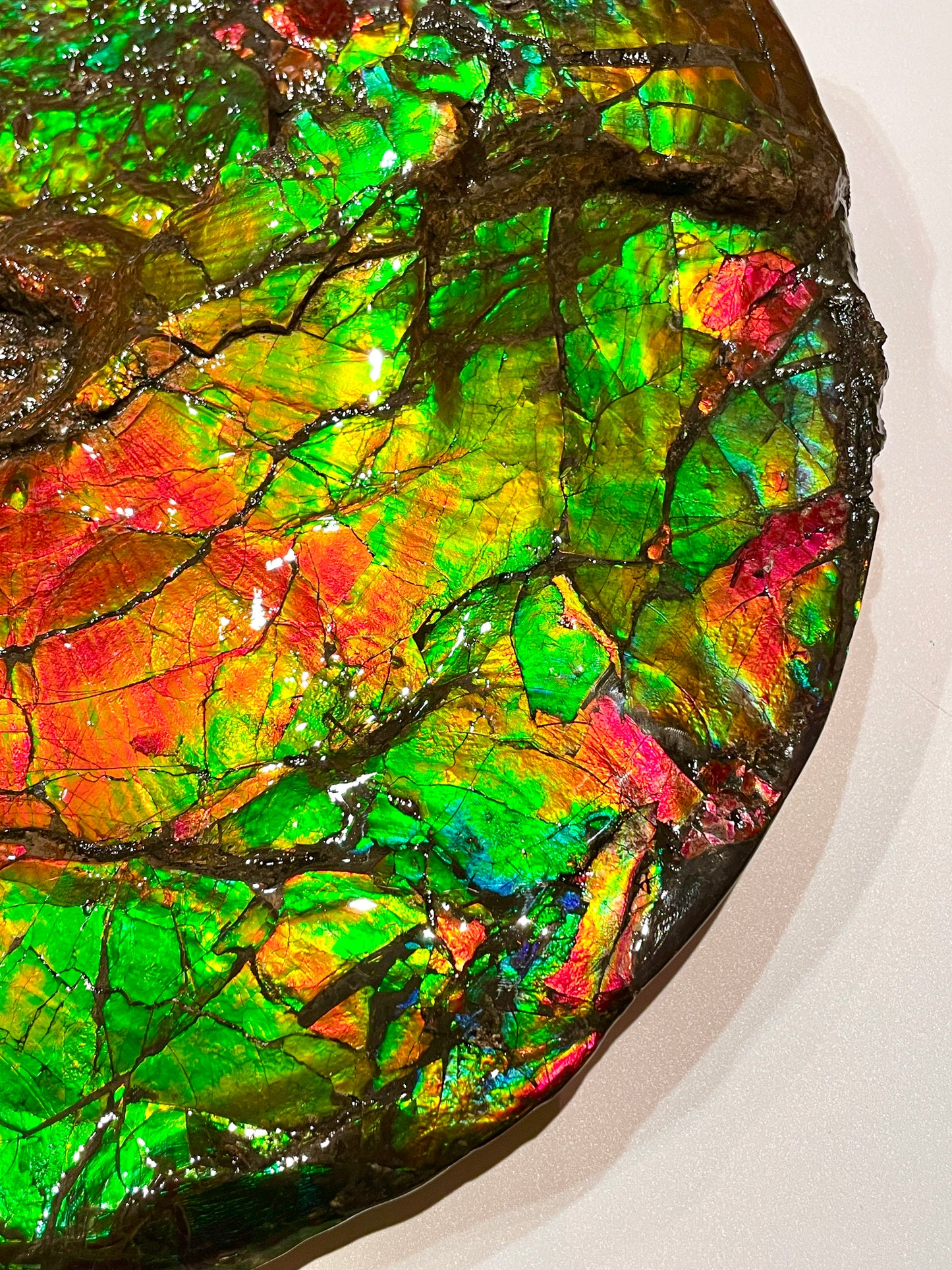 Large Complete Ammonite Fossil Alberta Canada TSW6614