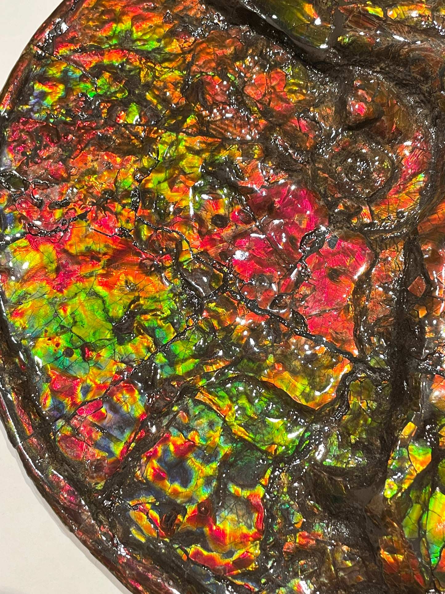 Complete whole Ammonite Fossil TSW6617