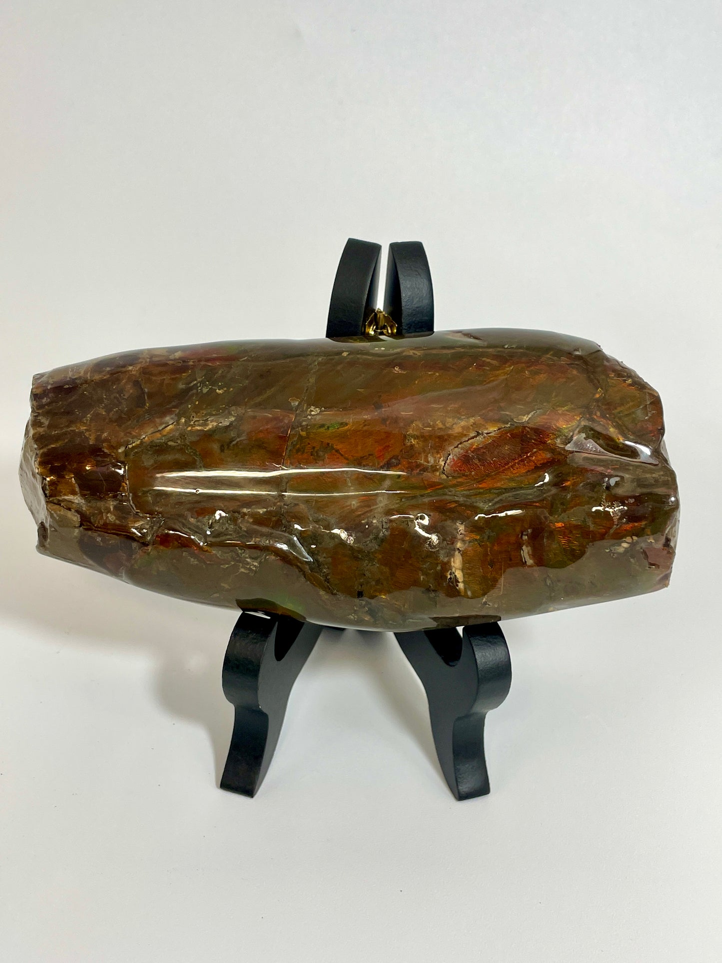 Baculite Display natural Canadian Fossil TD1007