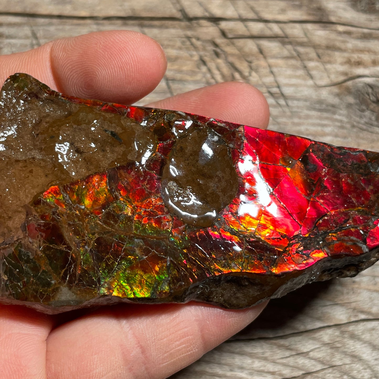 Pair of Mosasaurus Bite Ammolite Displays Specimen Ammonite Fossil TSD#1075