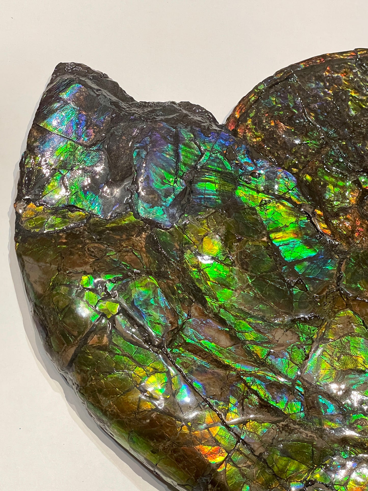 Complete whole Ammonite Fossil TSW6617