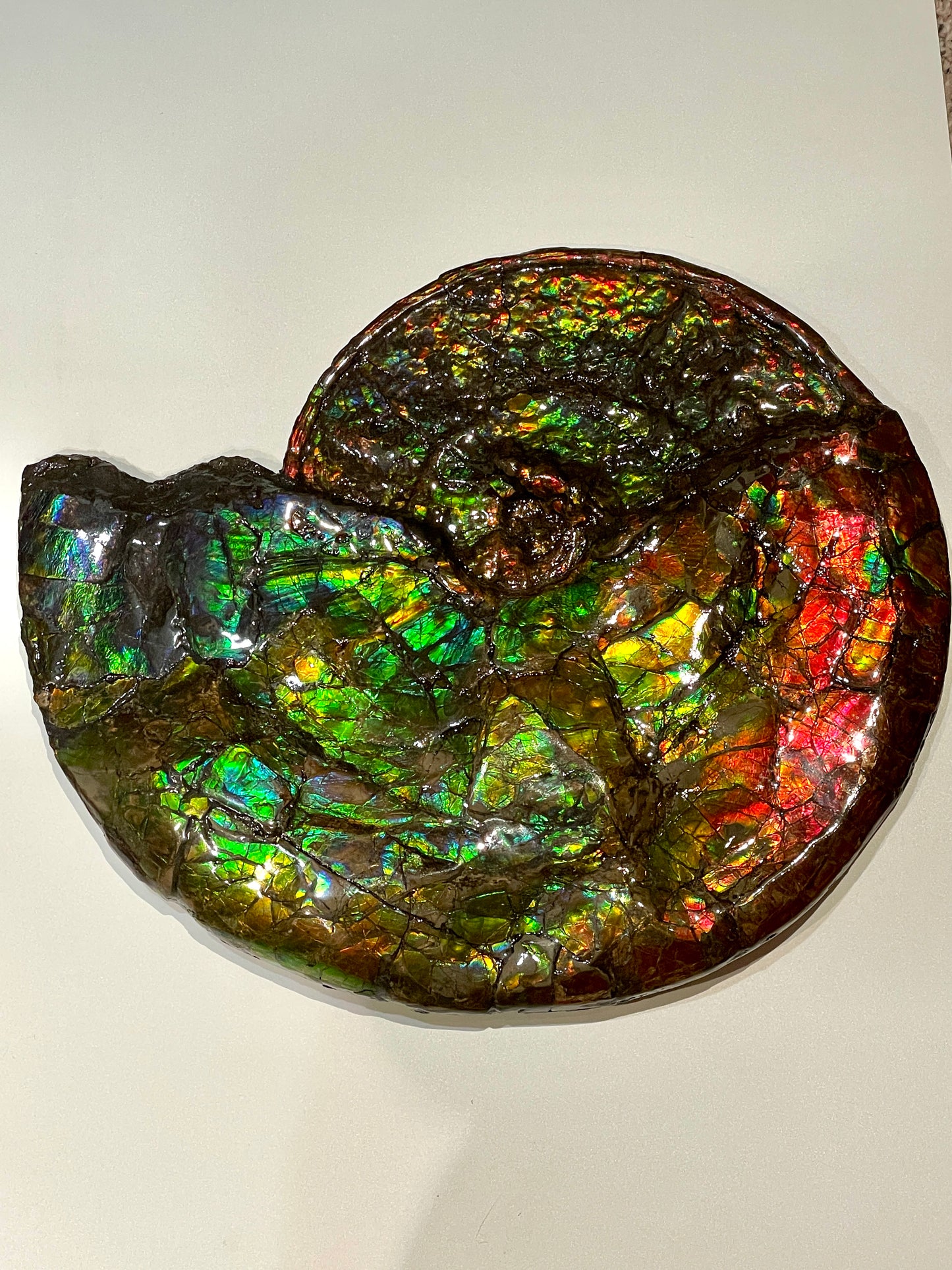 Complete whole Ammonite Fossil TSW6617