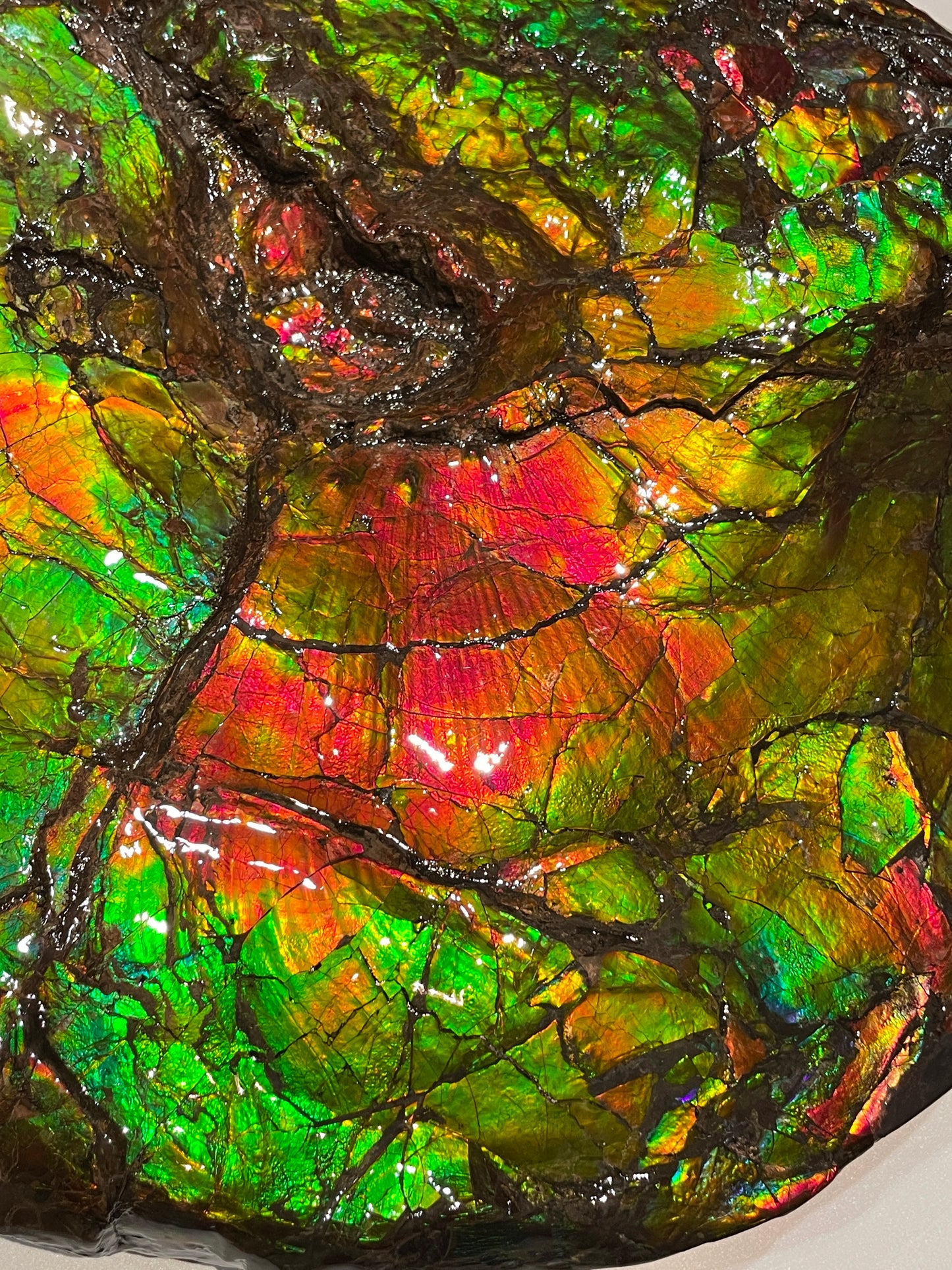 Large Complete Ammonite Fossil Alberta Canada TSW6614