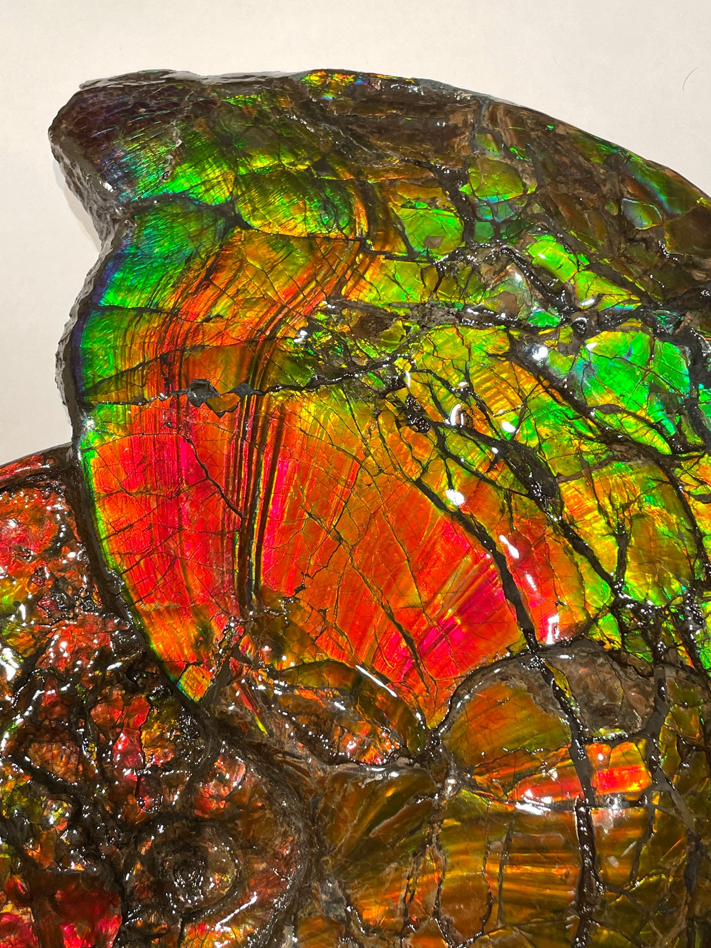 Complete whole Ammonite Fossil TSW6617