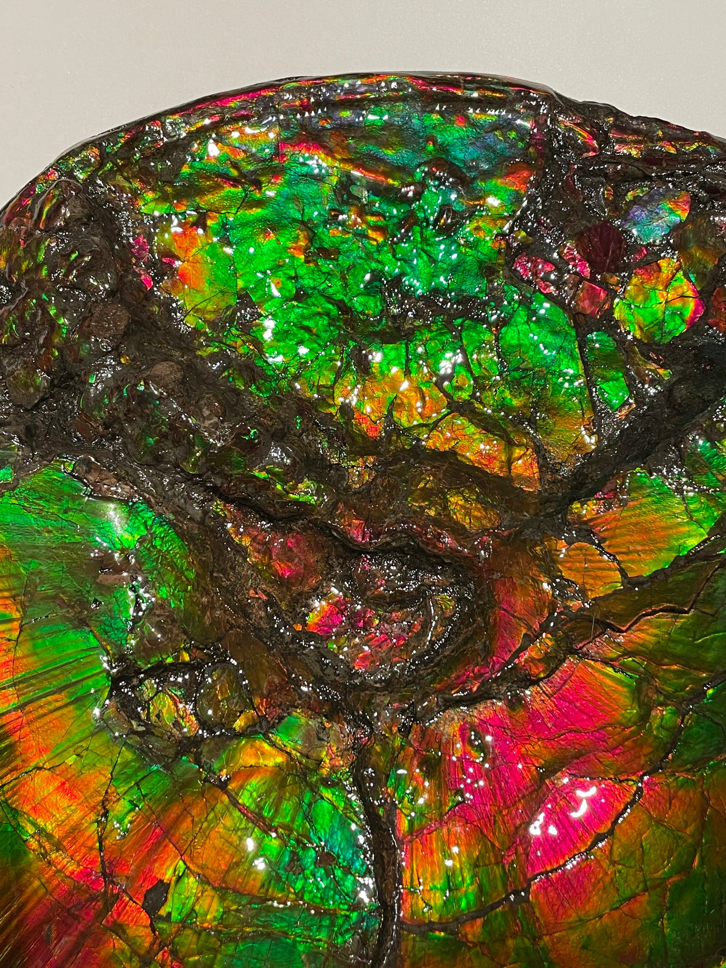 Large Complete Ammonite Fossil Alberta Canada TSW6614