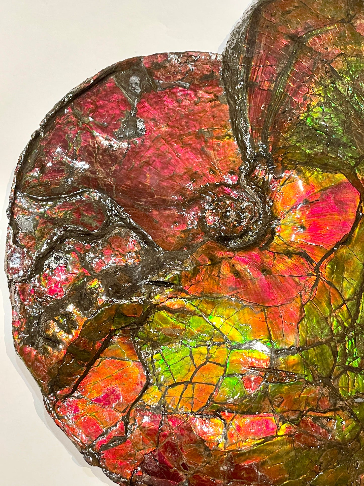 Whole Ammonite Fossil From Alberta Canada TSW6618