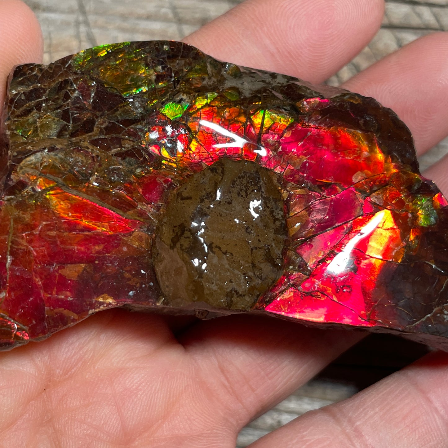 Pair of Mosasaurus Bite Ammolite Displays Specimen Ammonite Fossil TSD#1075