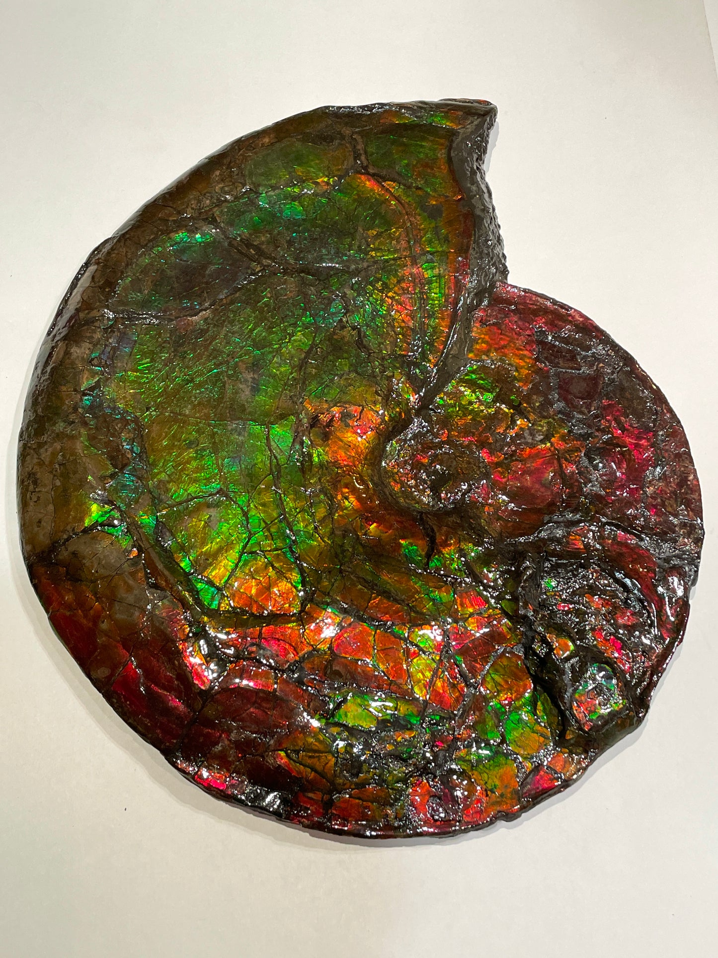 Whole Ammonite Fossil From Alberta Canada TSW6618