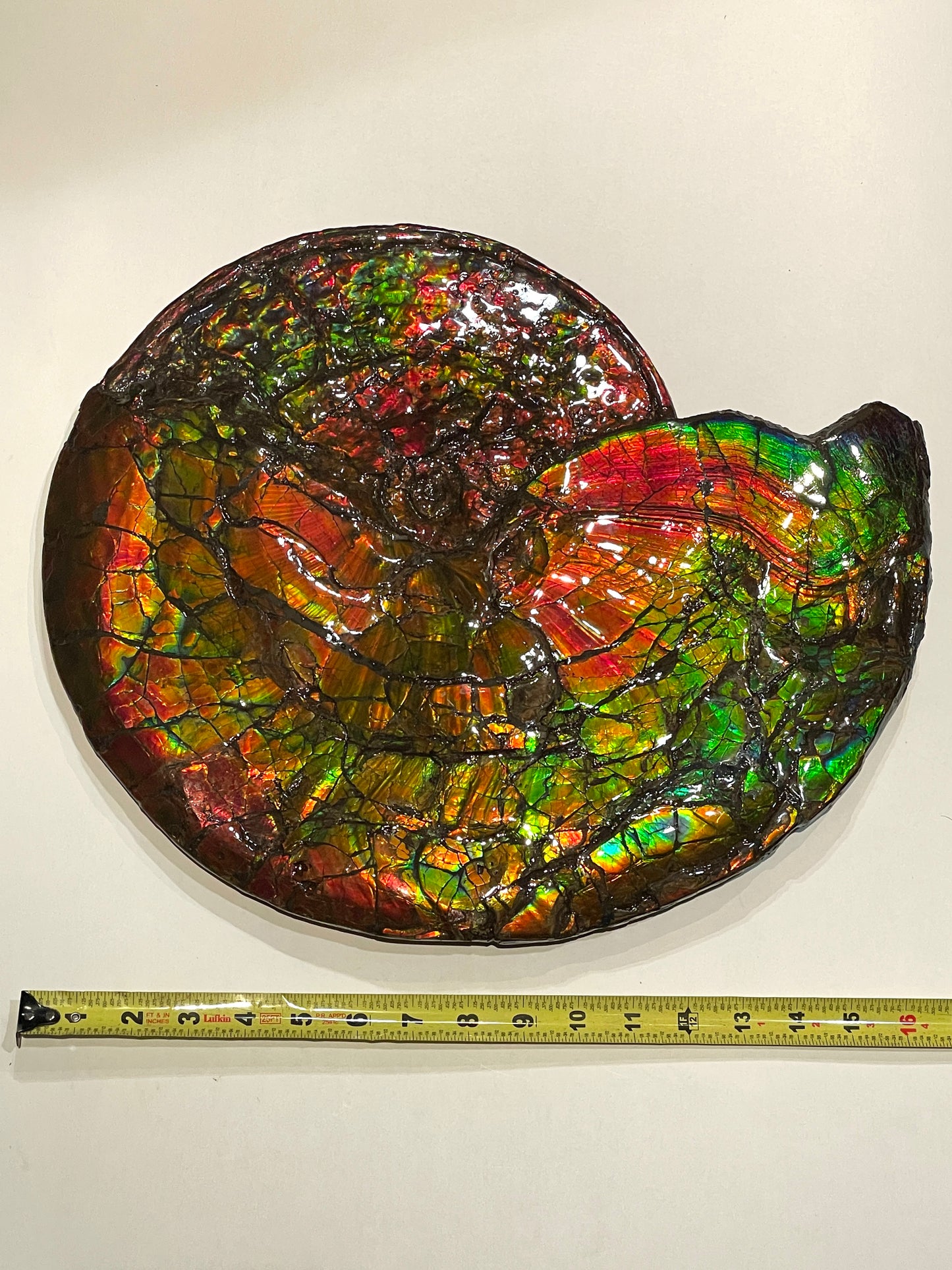Complete whole Ammonite Fossil TSW6617