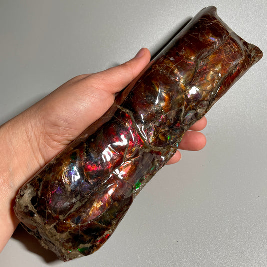 Colourful Rainbow Baculite Display Specimen Fossil TSD#1078