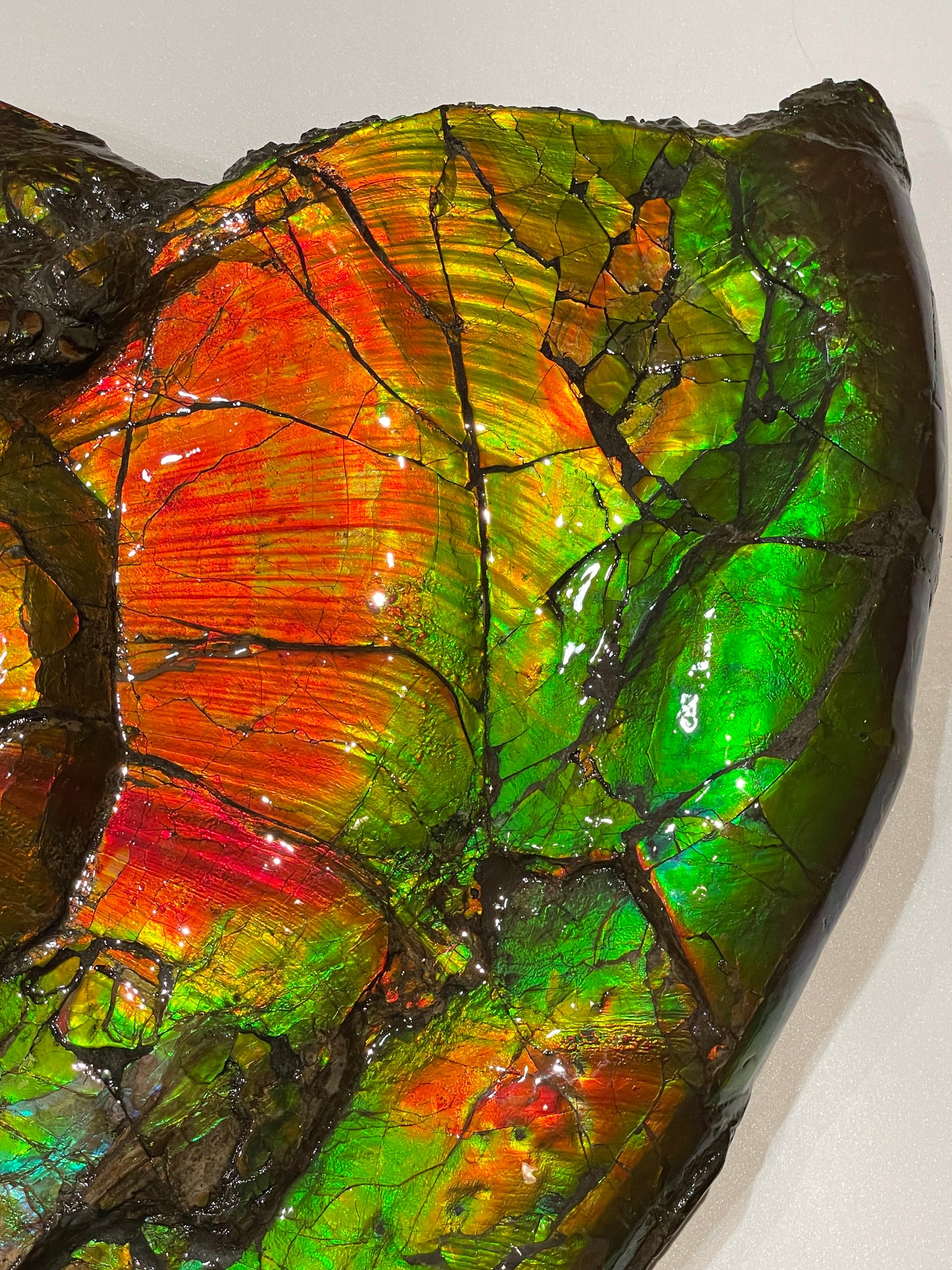 Large Complete Ammonite Fossil Alberta Canada TSW6614