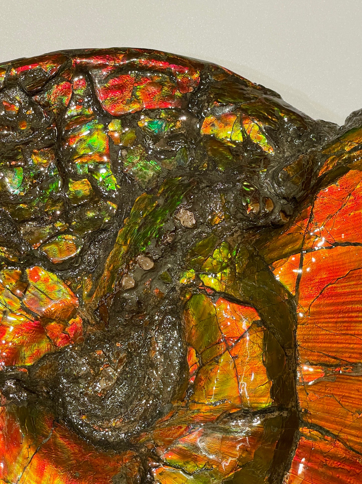 Large Complete Ammonite Fossil Alberta Canada TSW6614