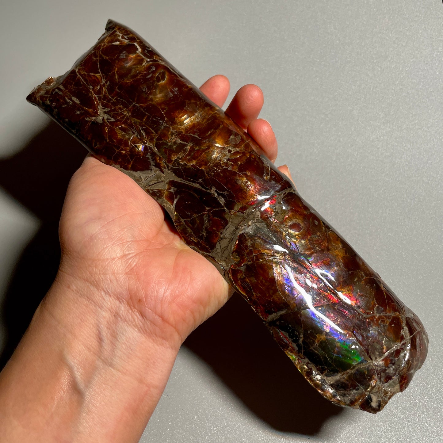 Colourful Rainbow Baculite Display Specimen Fossil TSD#1078