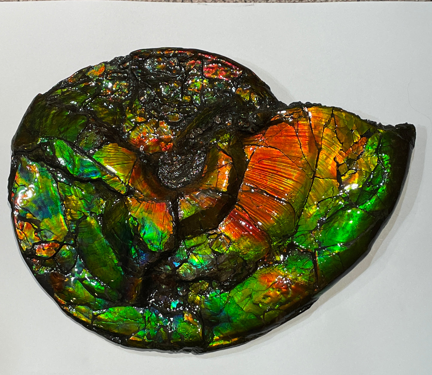 Large Complete Ammonite Fossil Alberta Canada TSW6614