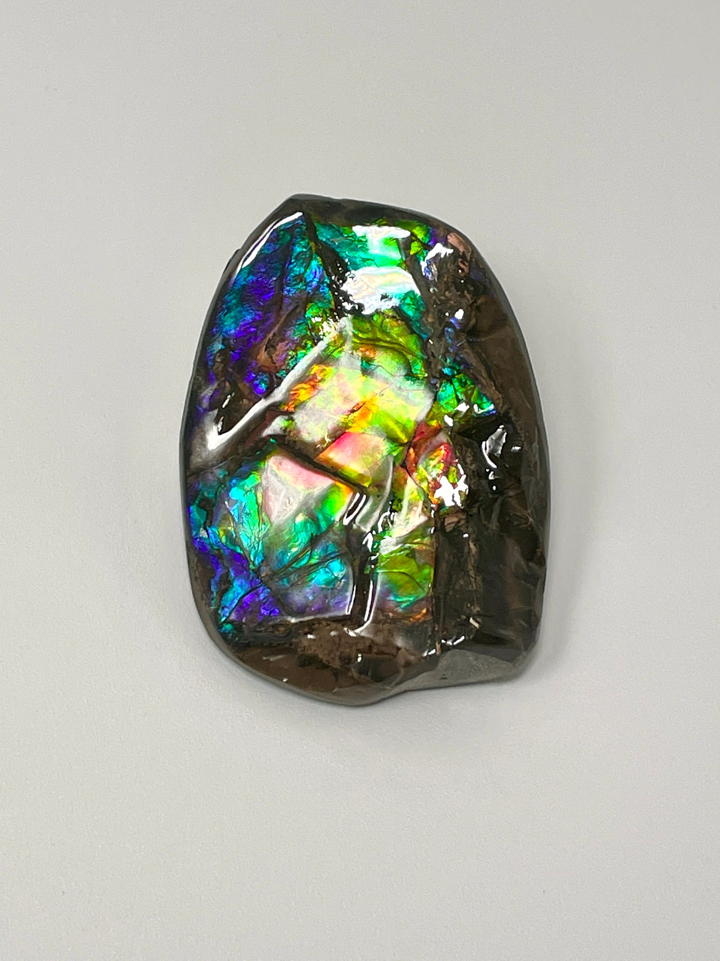 Ammolite Display Small, Natural Rainbow Colours