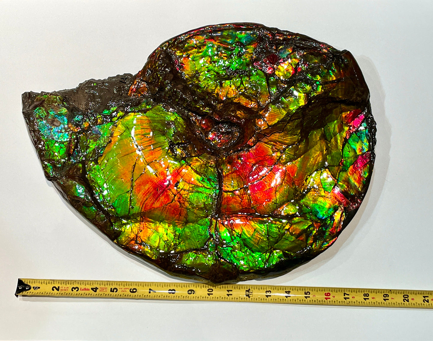 Large Complete Ammonite Fossil Alberta Canada TSW6614