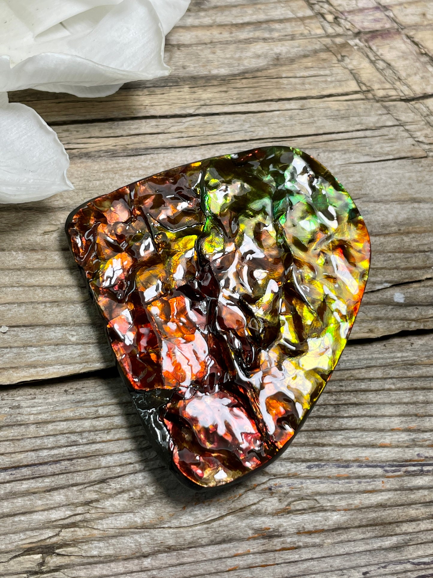 Small Ammolite Display Hand Specimen Red Gold Green TD1006