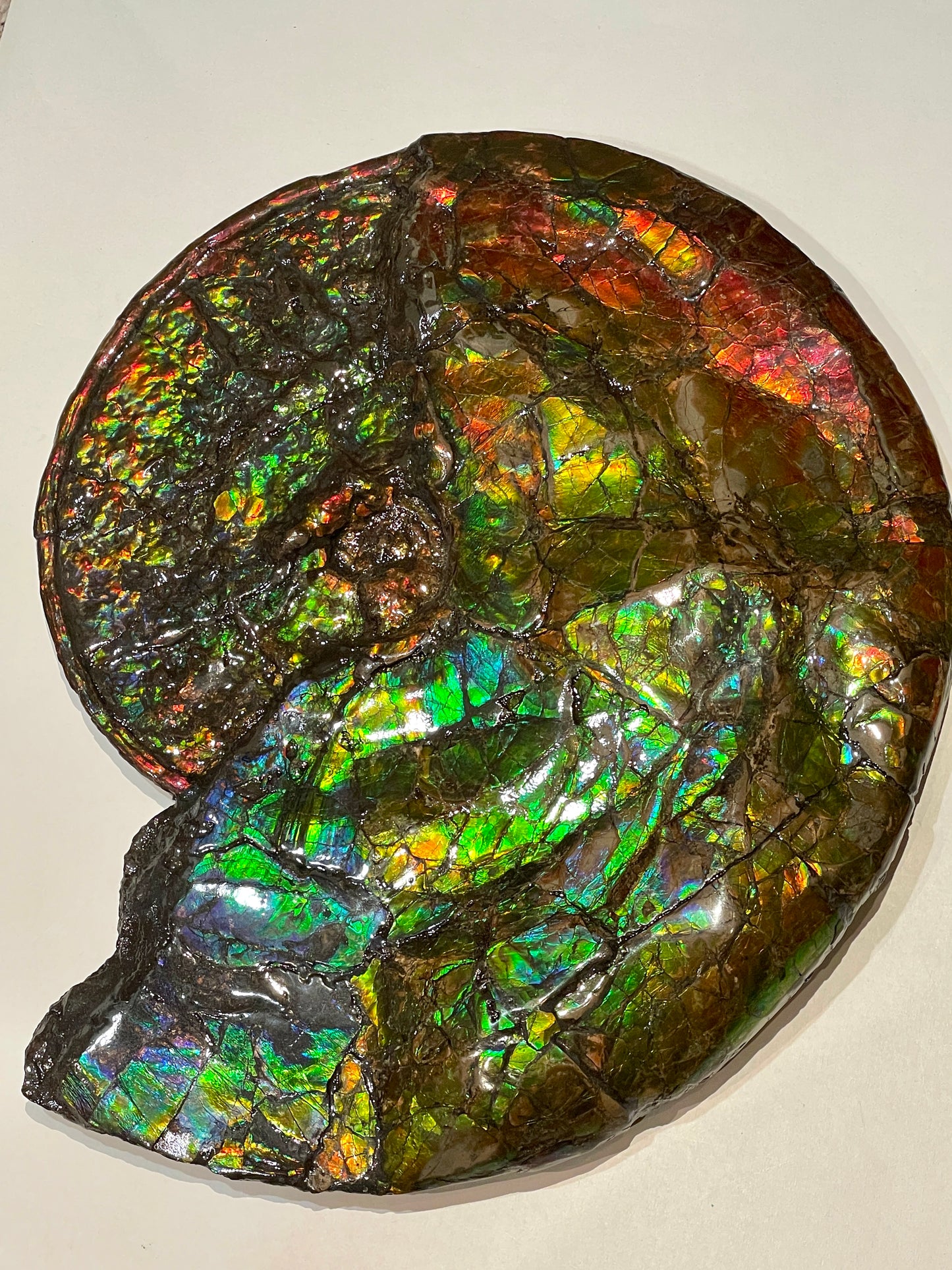 Complete whole Ammonite Fossil TSW6617