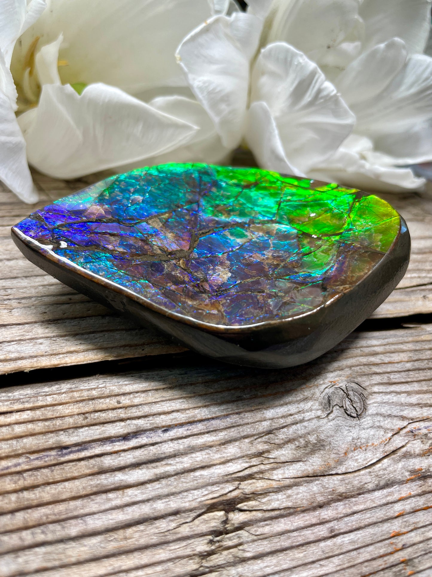 Treasure Bowl Ammolite Display Specimen Canadian Ammonite Fossil TD1004