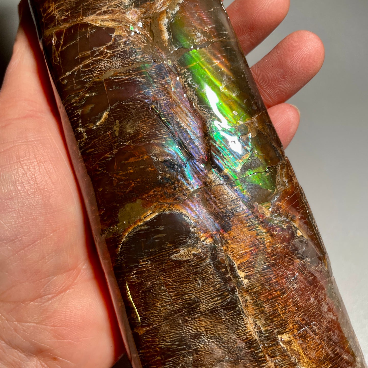 Large Colourful Baculite Display Specimen Fossil TSD#1077