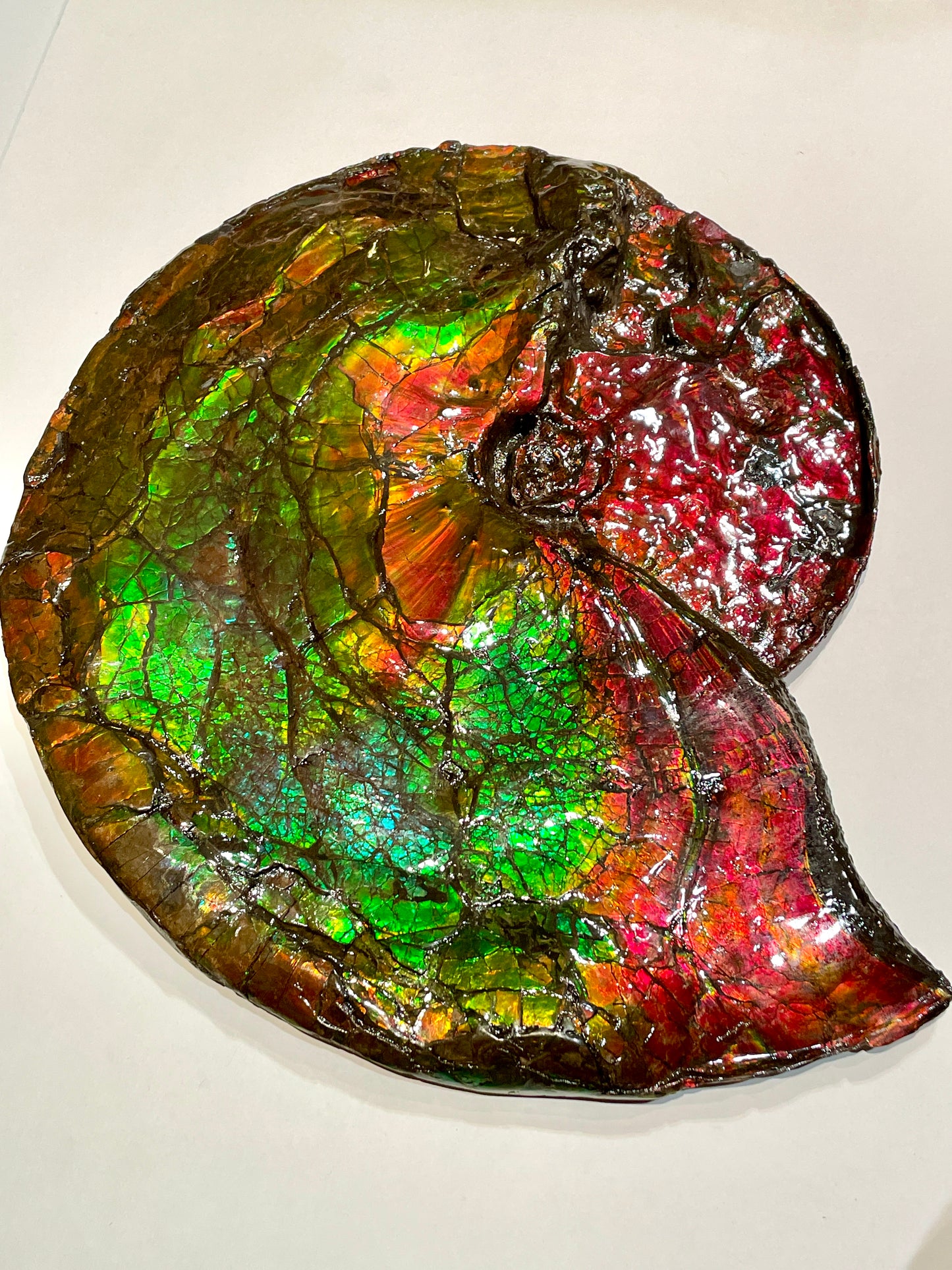 Whole Ammonite Fossil From Alberta Canada TSW6618