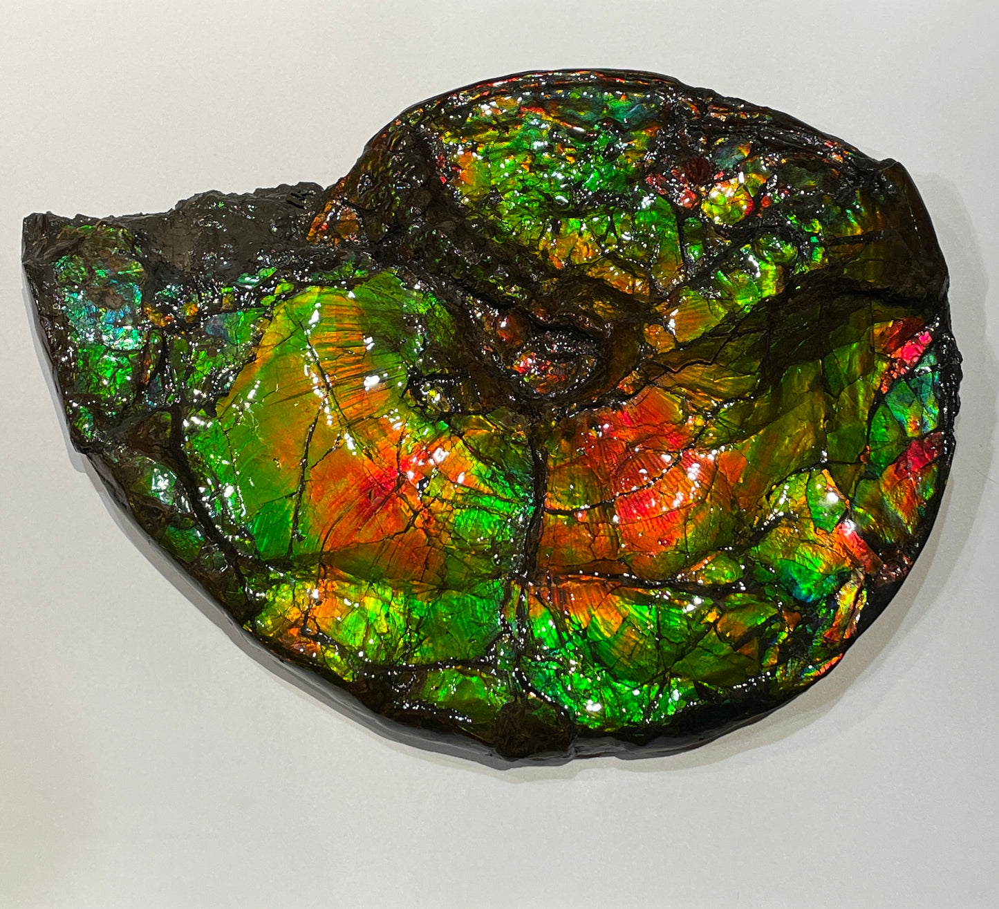 Large Complete Ammonite Fossil Alberta Canada TSW6614