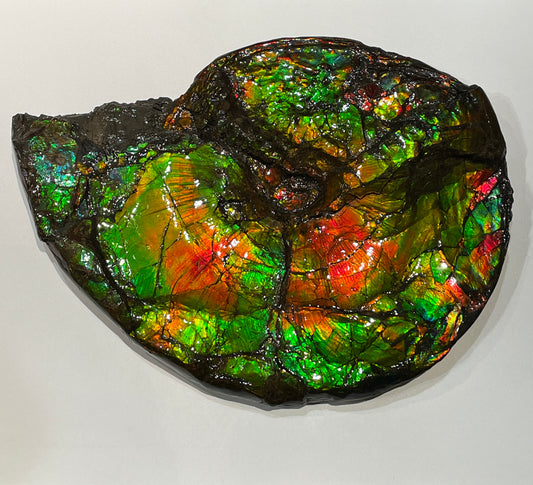 Large Complete Ammonite Fossil Alberta Canada TSW6614