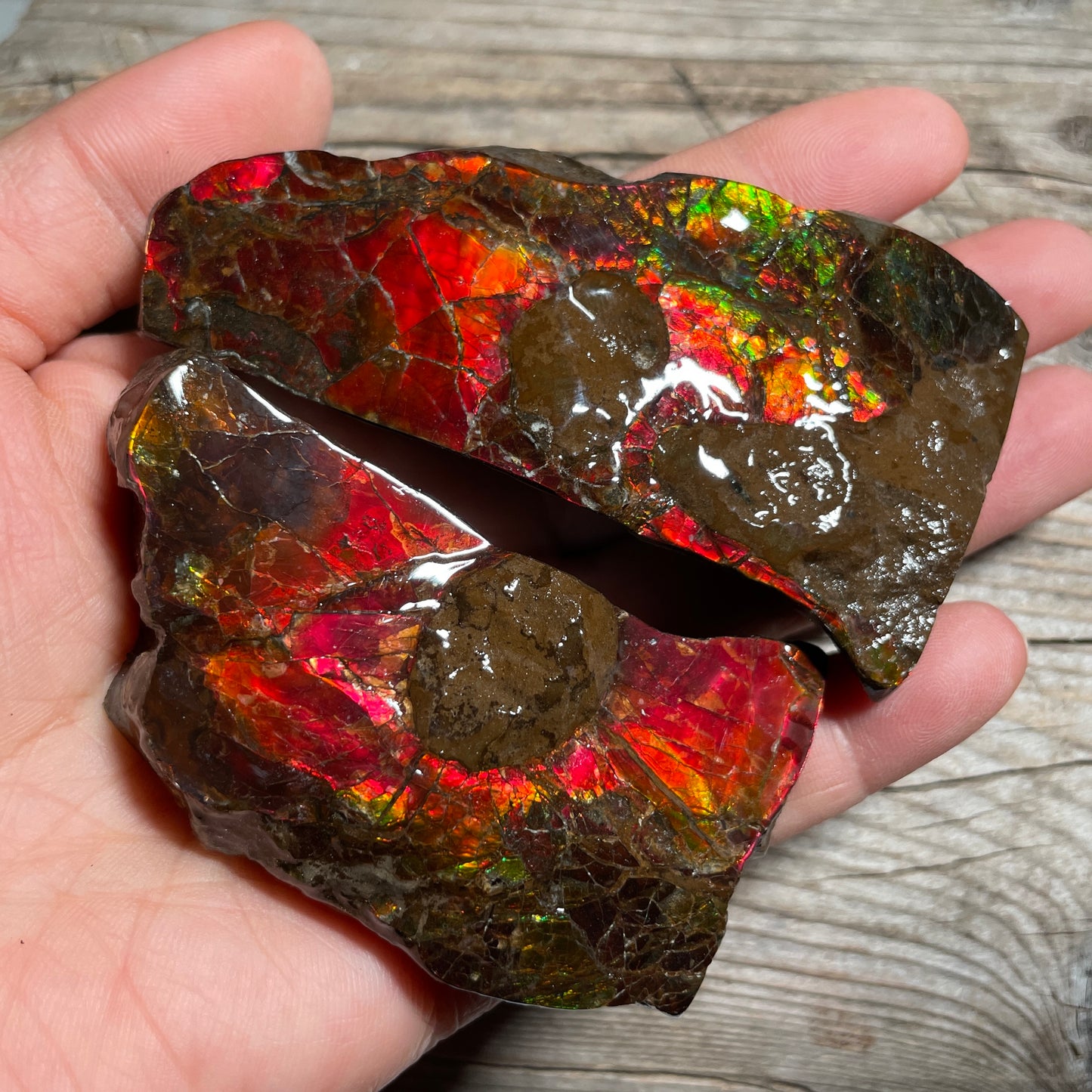 Pair of Mosasaurus Bite Ammolite Displays Specimen Ammonite Fossil TSD#1075