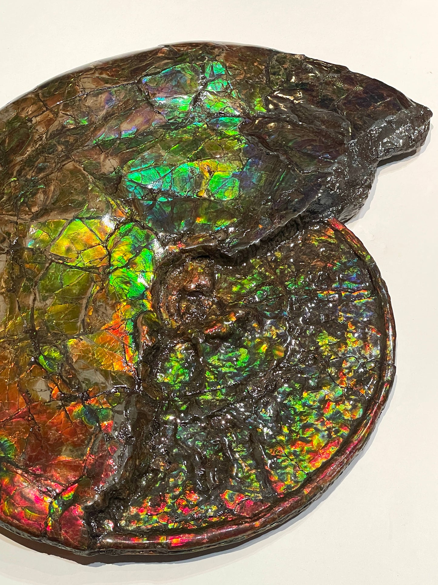 Complete whole Ammonite Fossil TSW6617