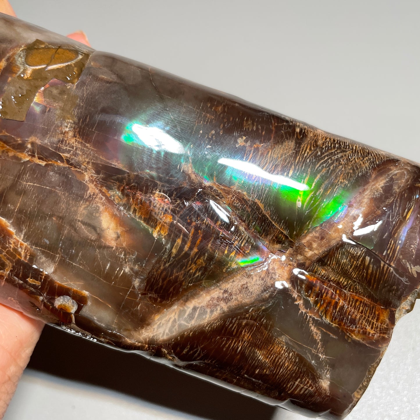 Large Colourful Baculite Display Specimen Fossil TSD#1077