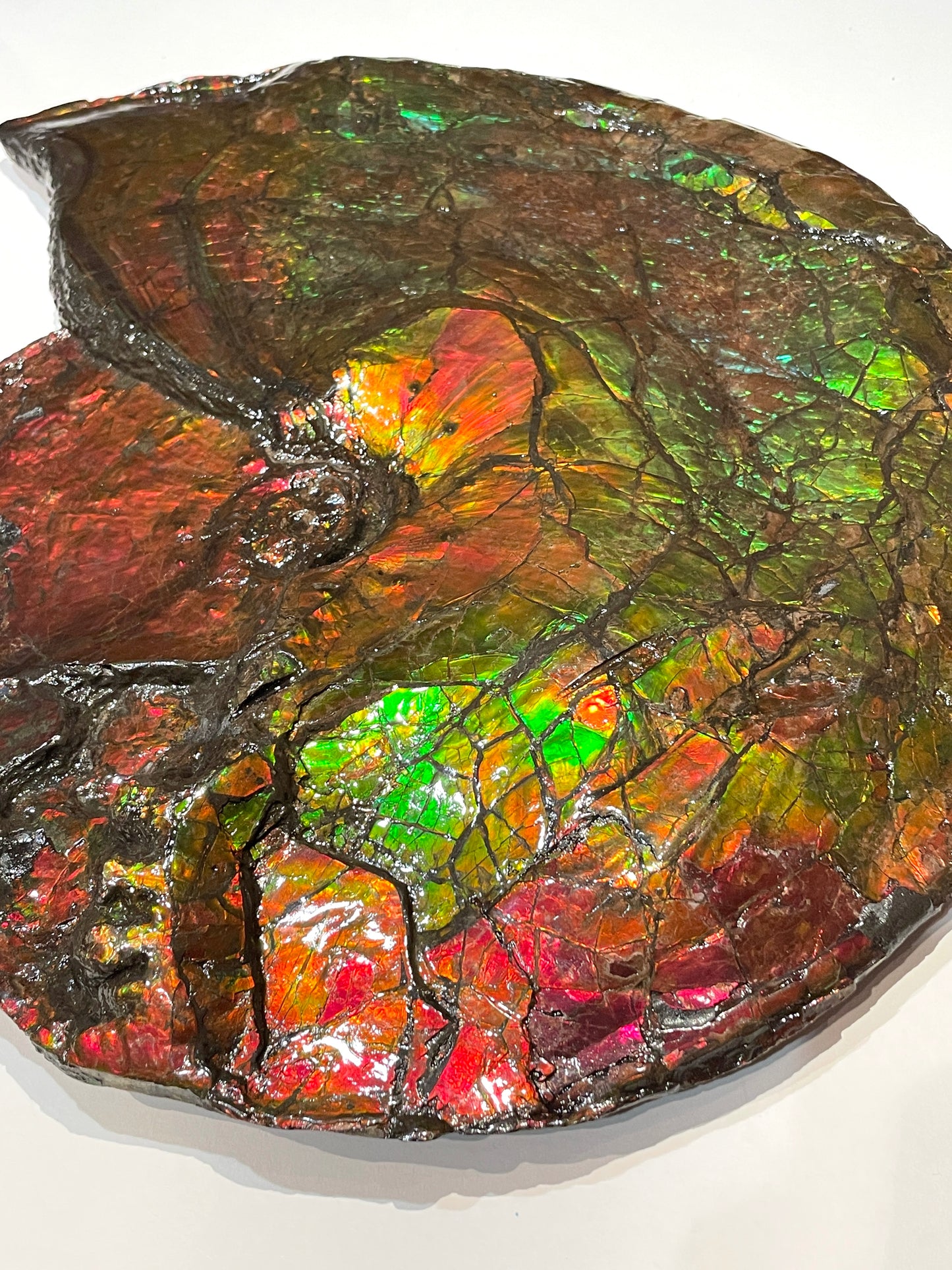 Whole Ammonite Fossil From Alberta Canada TSW6618