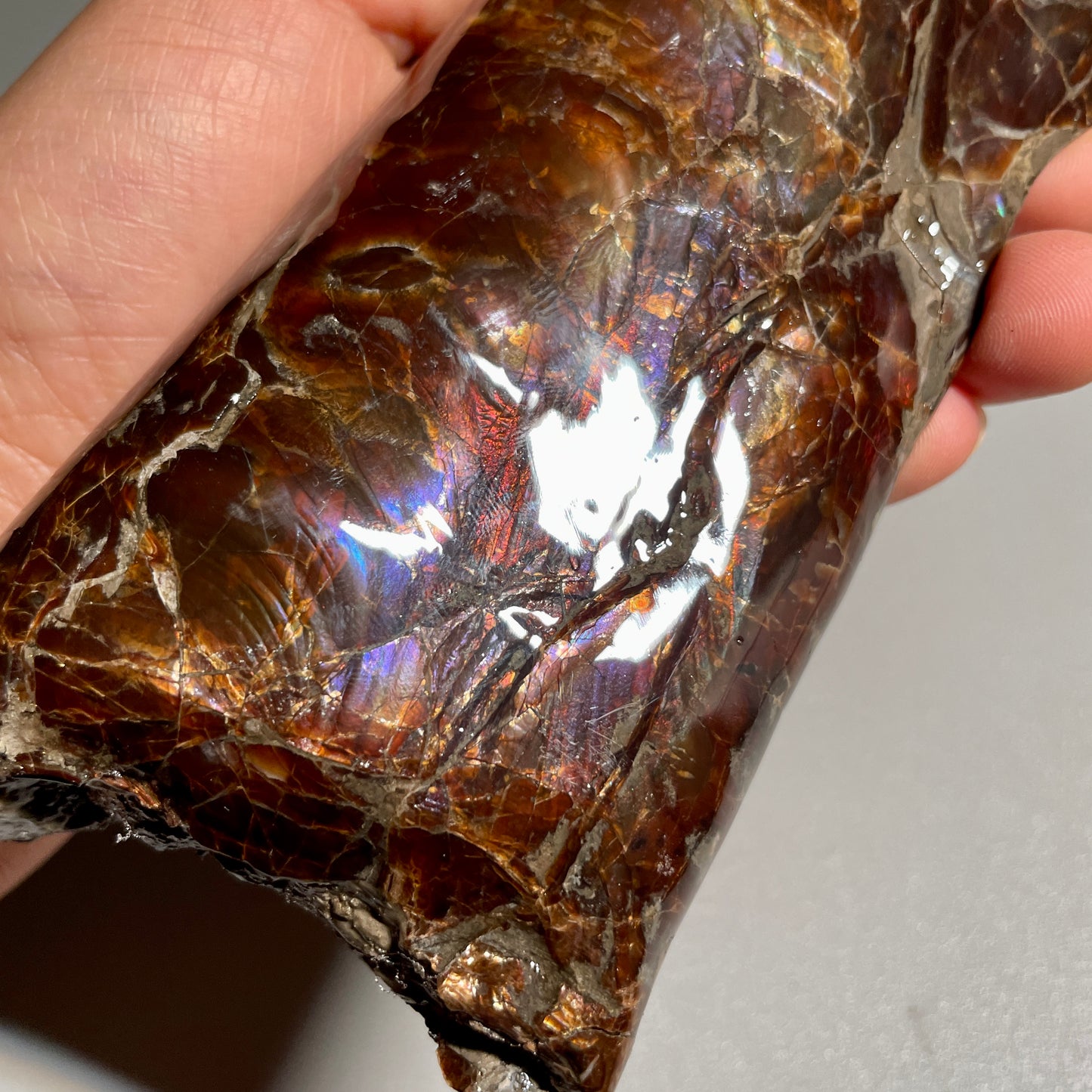 Colourful Rainbow Baculite Display Specimen Fossil TSD#1078