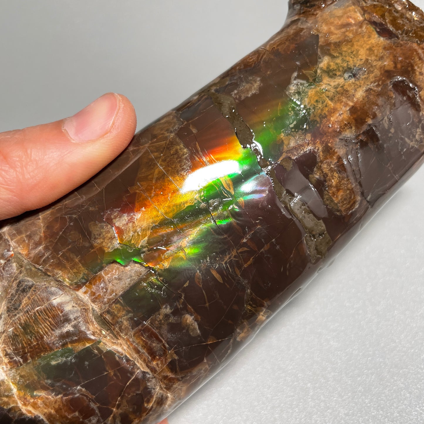 Large Colourful Baculite Display Specimen Fossil TSD#1077