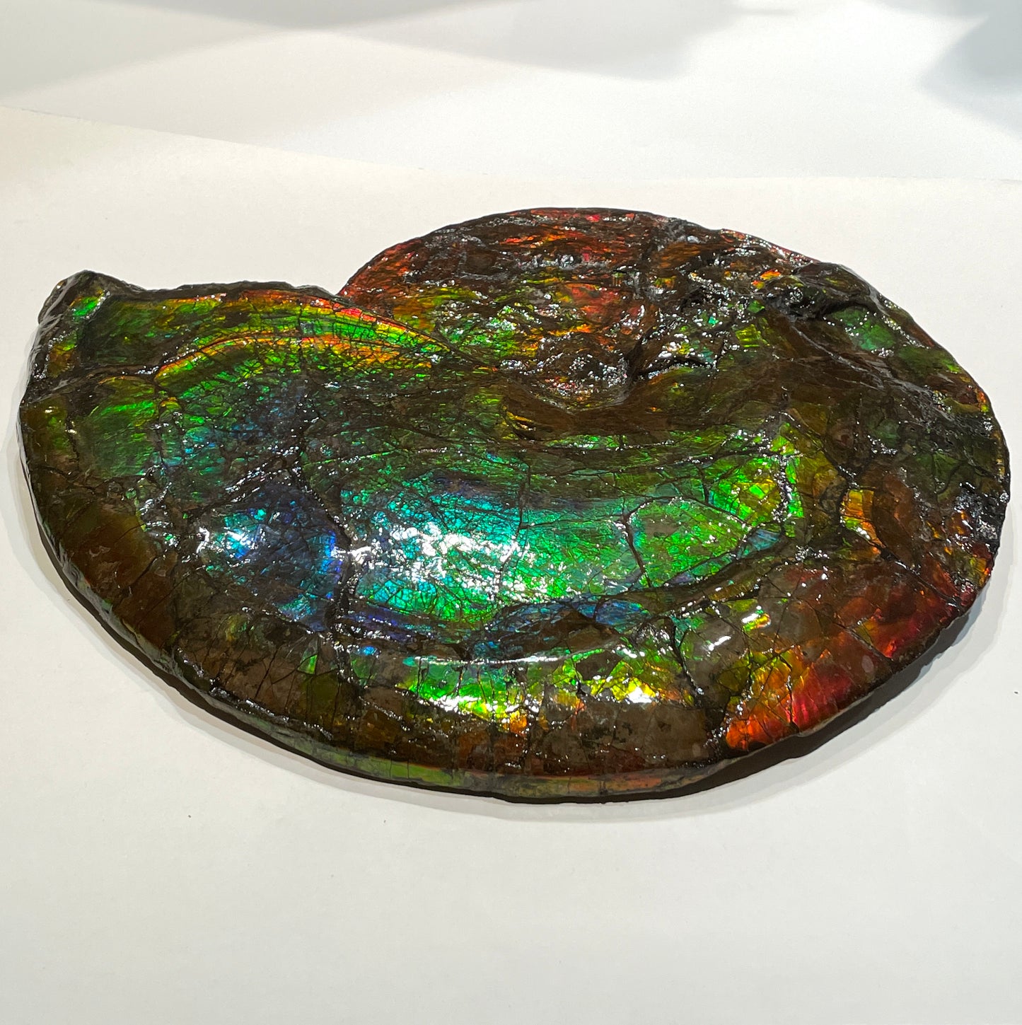 Whole Ammonite Fossil From Alberta Canada TSW6618