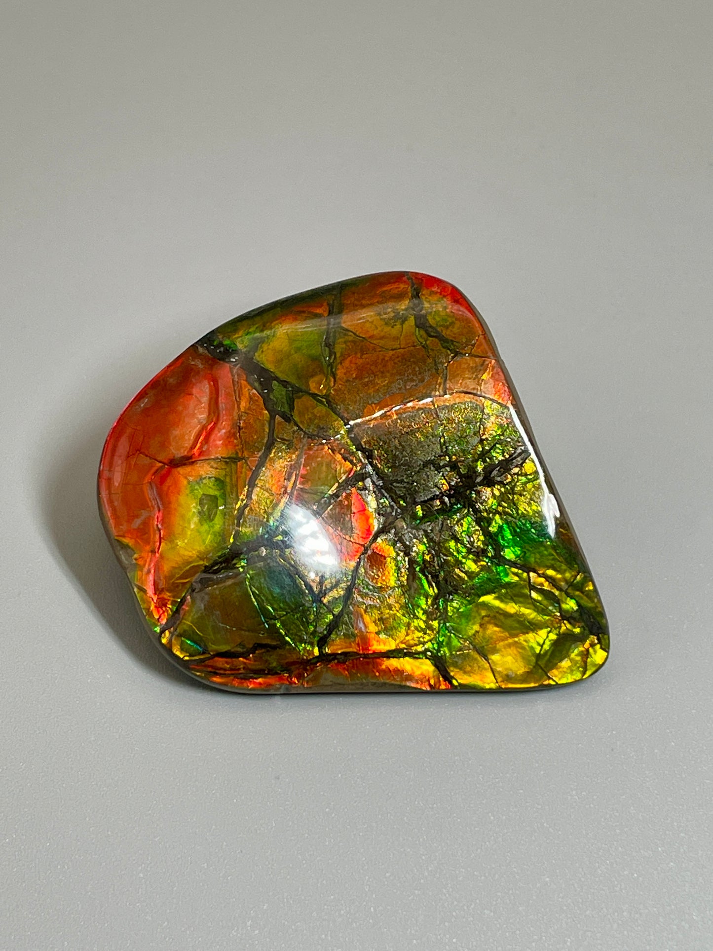 Small Ammolite Display Gold Red Green Canadian Ammonite Fossil TD1015