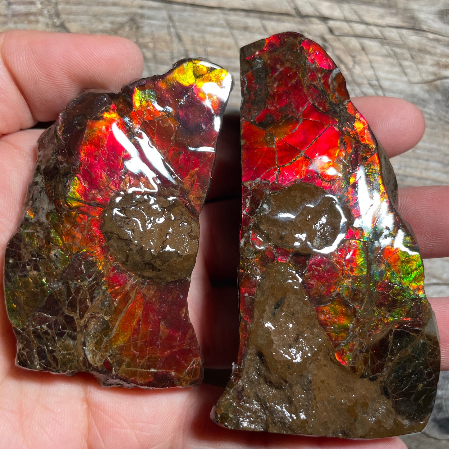 Pair of Mosasaurus Bite Ammolite Displays Specimen Ammonite Fossil TSD#1075