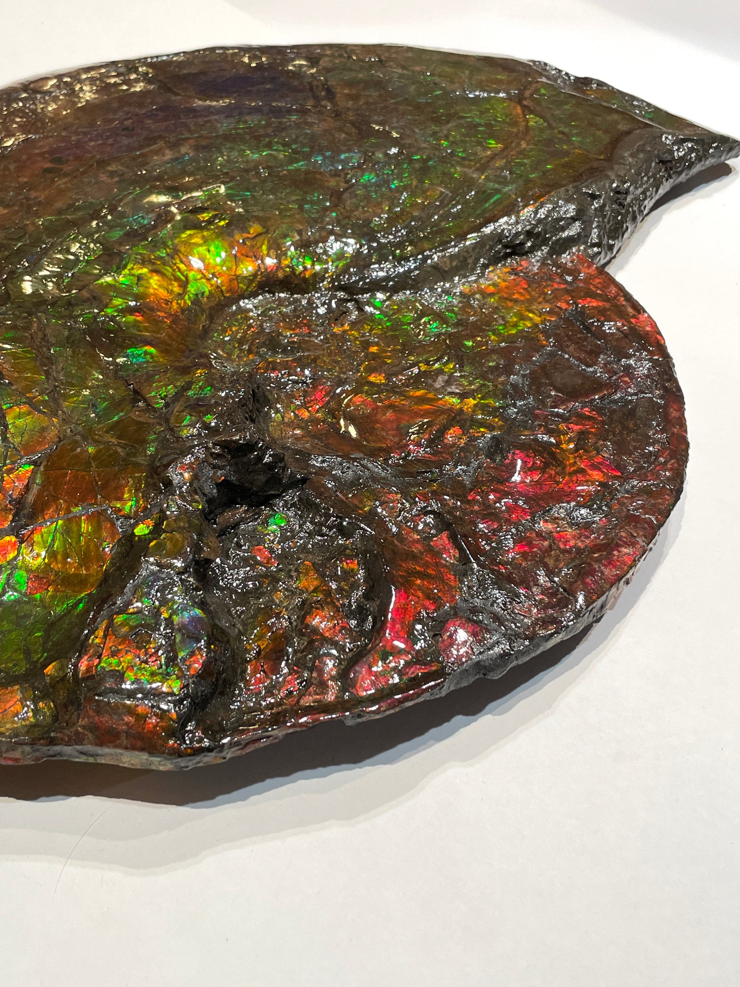 Whole Ammonite Fossil From Alberta Canada TSW6618