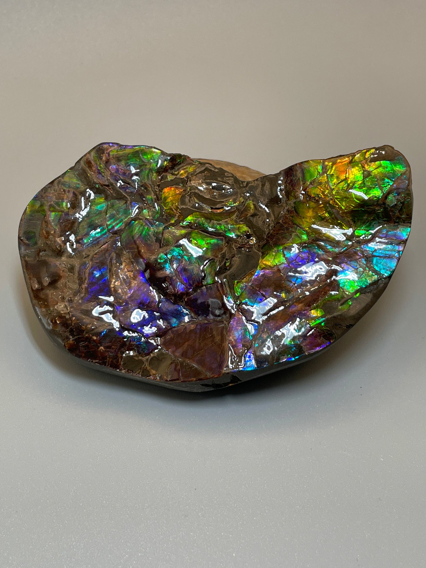 Ammolite Display Dragon Balls Multicoloured Natural Canadian Ammonite Fossil