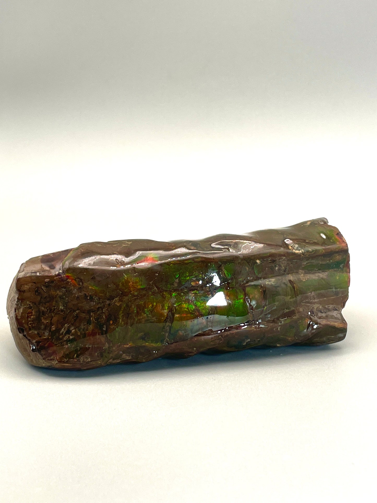 Baculite Display natural Canadian Fossil TD1007