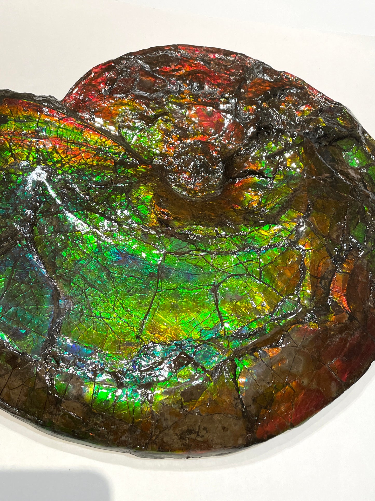 Whole Ammonite Fossil From Alberta Canada TSW6618