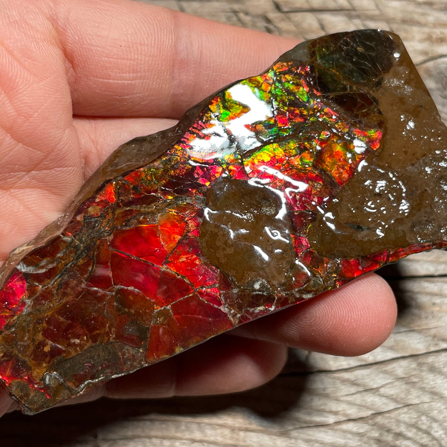Pair of Mosasaurus Bite Ammolite Displays Specimen Ammonite Fossil TSD#1075