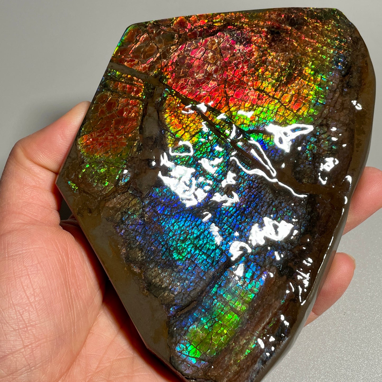 Rainbow Ammolite Display Specimen Dragon Skin Blue Green Ammonite Fossil TSD#1068