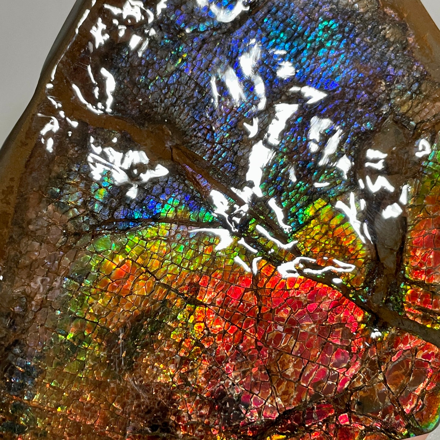 Rainbow Ammolite Display Specimen Dragon Skin Blue Green Ammonite Fossil TSD#1068