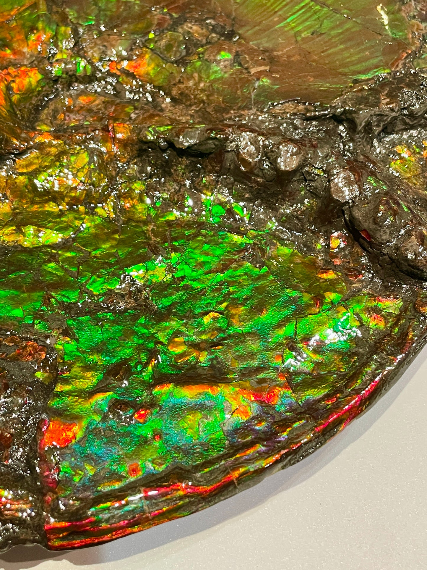 Large Complete Ammonite Fossil Alberta Canada TSW6614