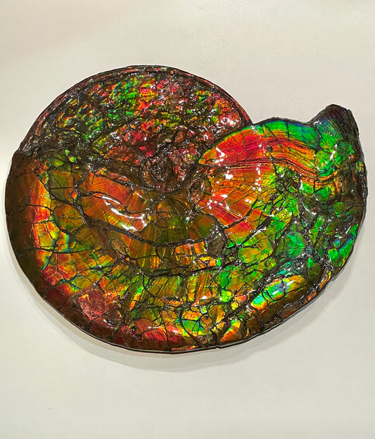 Complete whole Ammonite Fossil TSW6617