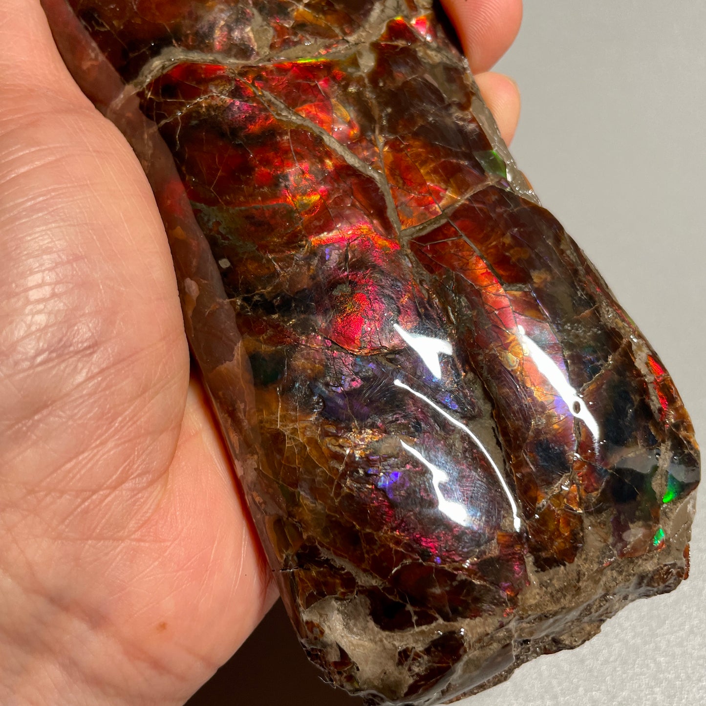 Colourful Rainbow Baculite Display Specimen Fossil TSD#1078