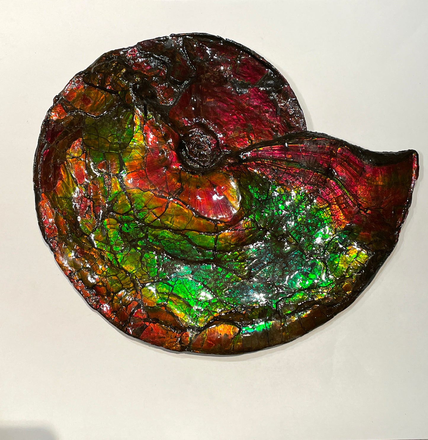 Whole Ammonite Fossil From Alberta Canada TSW6618