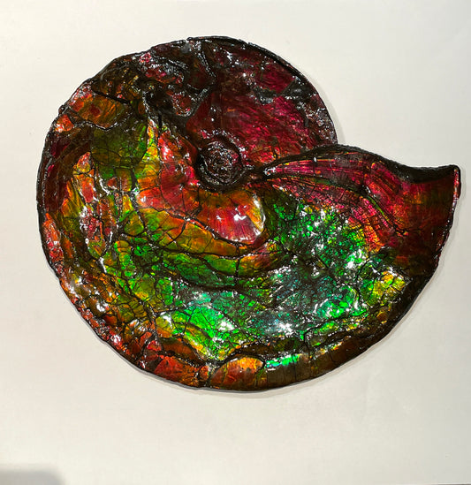 Whole Ammonite Fossil From Alberta Canada TSW6618