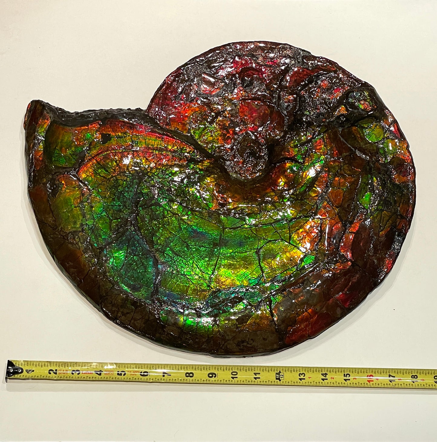 Whole Ammonite Fossil From Alberta Canada TSW6618